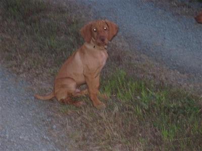 Vizsla Pup for sale