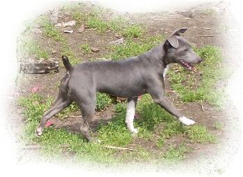 UKC Rat Terriers - Cato and Carr