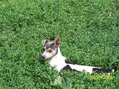 UKC Rat Terrier females - Roma