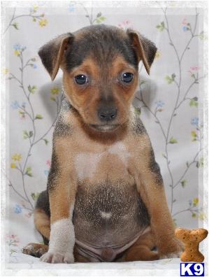 Nashville- Black  tan tuxedo M Rat terrier