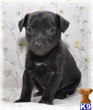 Eithiopia - black rat terrier F