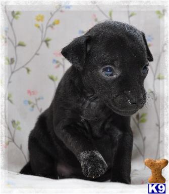 Russia - Black Rat terrier F