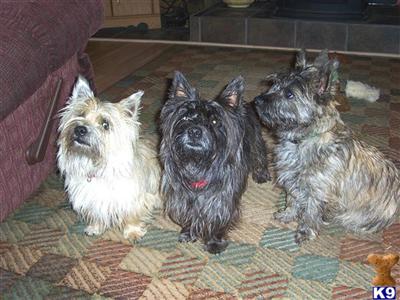 Cairn Terrier Puppy- AKC - WV