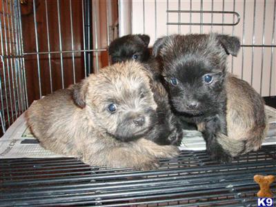 Cairn Terrier Puppies - AKC Registered - WV
