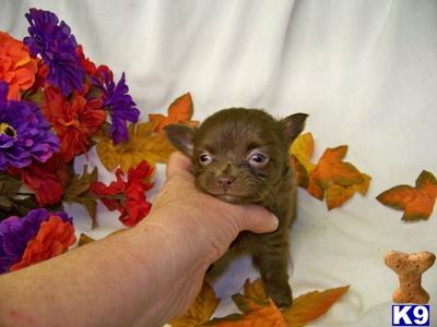 Chihuahua Female
