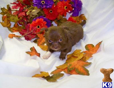 Chihuahua Female