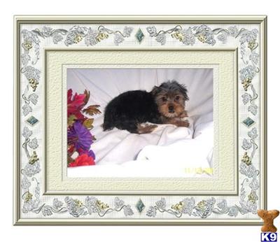 Toy Yorkshire Terrier Pup