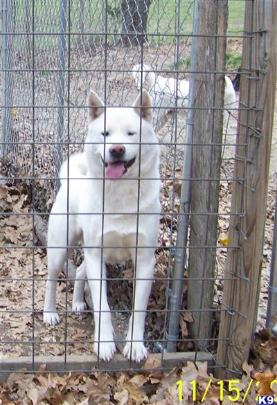 ACA Registered Akita Male