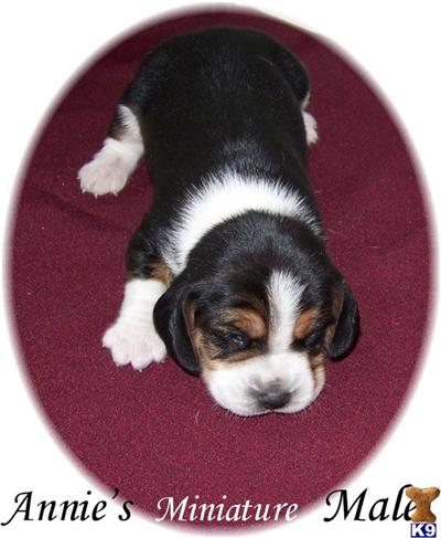 ~MINIATURE~ Beagle Puppies