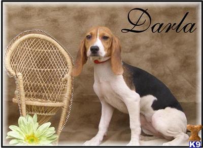 Adorable ~FEMALE~ Beagle Puppy...Ready NOW