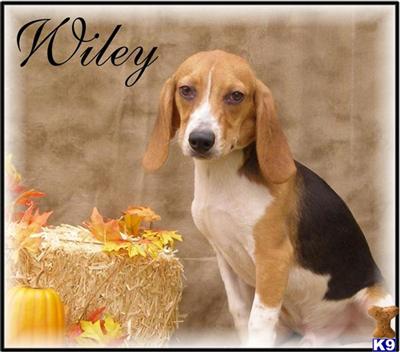 MALE Beagle Puppies....Ready to go NOW