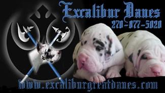 EXCALIBUR GREAT DANES