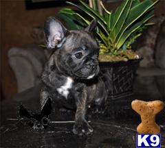 Bailey-Rare Choclate Carrier 