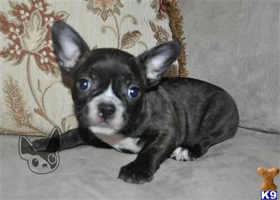 Hunter- Chocolate Carrier Male