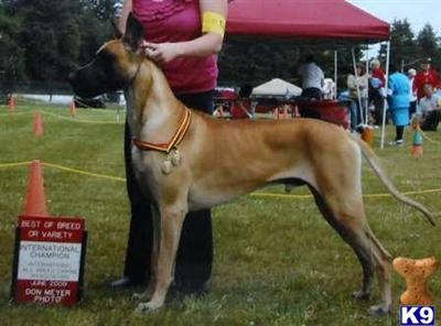 Int. Champion Kundinikas son of karma CGC
