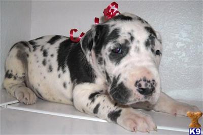 AKC great dane harlequin puppy Health tested parents 