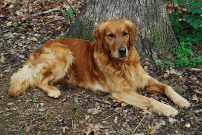 Porjays Whistlin Dixie Dark Golden