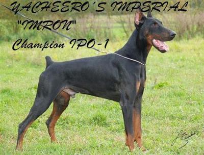 Yacheeros Imperial Imron