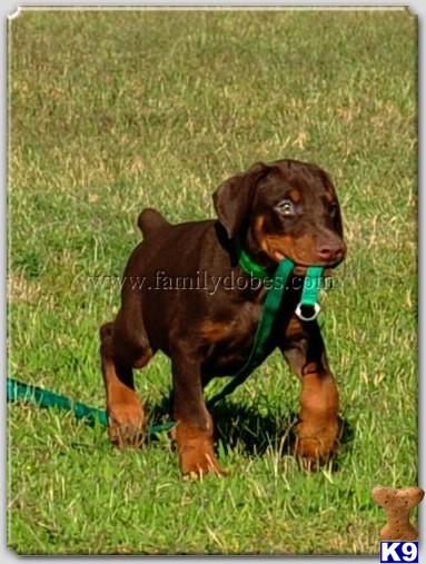 Very high Quality European Doberman