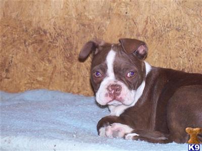 AKC Boston Terrier female