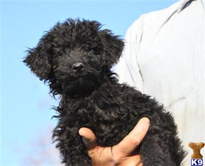 F1b Mini/Medium Goldendoodle