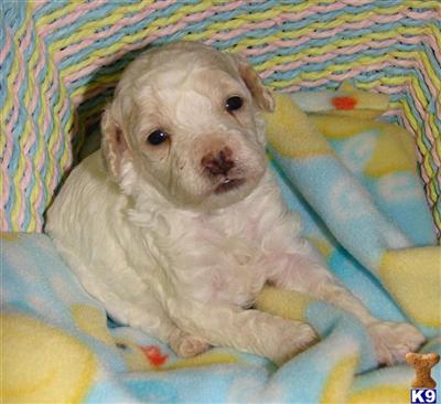 Miniature Poodles for Christmas 