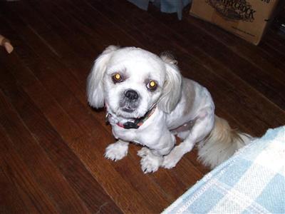 Brownie