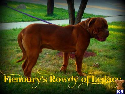 AKC/UKC reg. pups get on the waiting list for sale SHOW PROSPECT