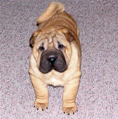 Red Fawn Brushcoat Boy