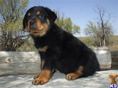 AKC  Champ/Gonzzo Import Lines 