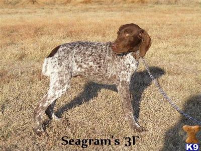 AKC Female with ALL CH. Bloodlines-Seagrams 3F