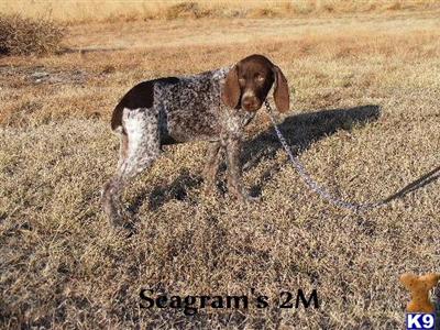 AKC Male with ALL CH. Bloodlines-Seagrams 2M