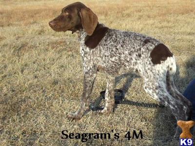 AKC Male with ALL CH. Bloodlines-Seagrams 4M