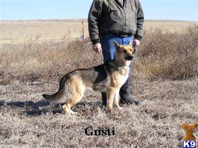 AKC Adult Female  w/CH. Import lines