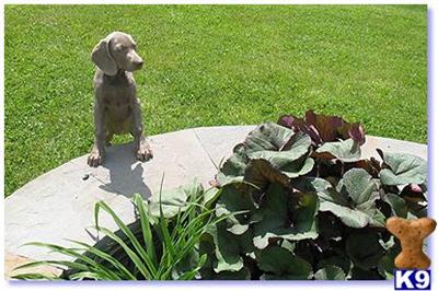 Puppies for Sale