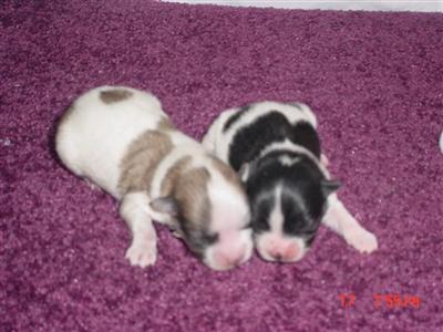 AKC MALE PAPILLONS