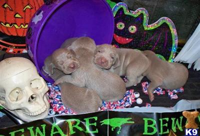 Freeharts Weimaraners AKC puppies