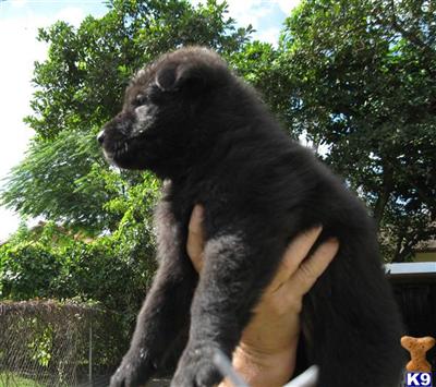 DDR Working GSD Pups