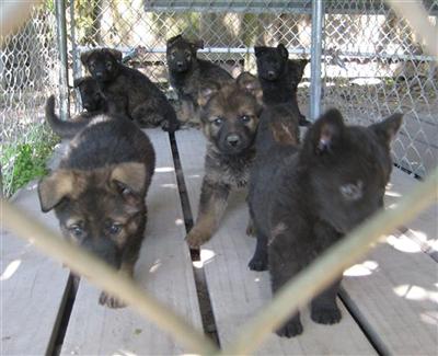 Working GSD Puppies