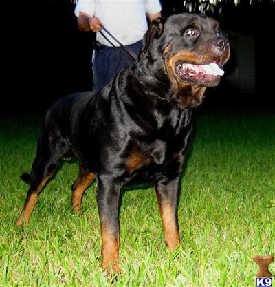 European Rottweiler Puppies
