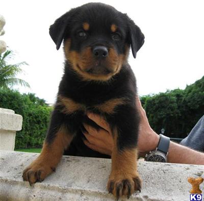 AKC Rottie Puppies ,all are sold call for next breeding