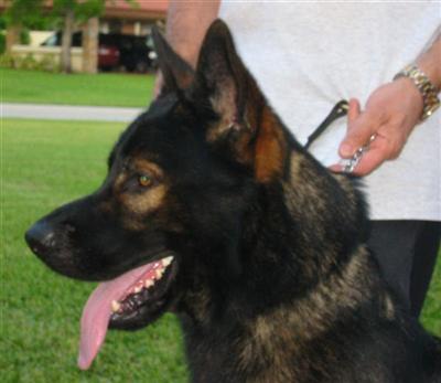 Pure DDR Stud GSD