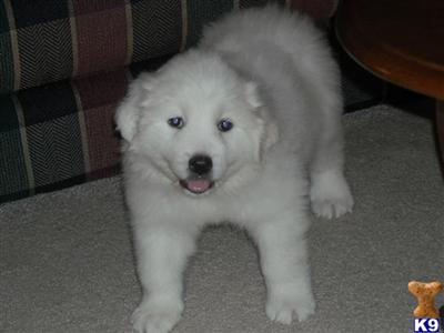 AKC Great Pyrenees Puppies
