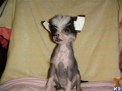 Crested Diva forsale