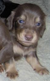 Chocolate and tan long hair males