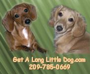 PUPPIES AVAILABLE