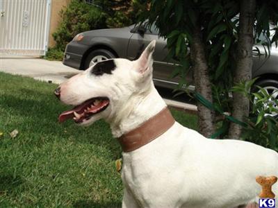 MINIATURE BULL TERRIER PUPS  STUD SERVICE