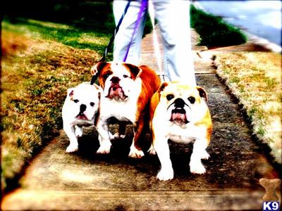 English Bulldog AKC puppies for sale