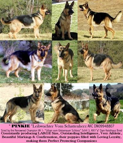 BEST DOG COMPANION PROTECTOR YOULL OWN