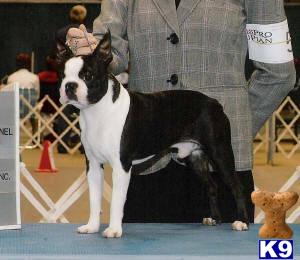Boston Terrier puppies AKC CH-LN